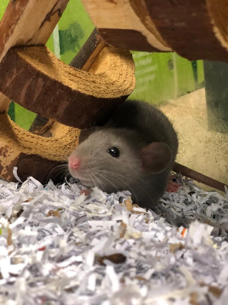 Husky ratjes | Tamme jonge ratjes | Jonge diertjes, Dieren en Toebehoren, Knaagdieren, Rat, Februari, Vrouwelijk, Tam