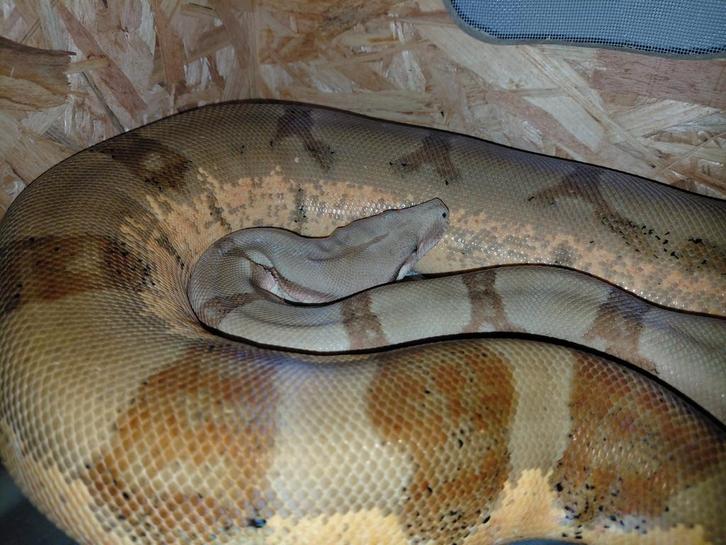 Poss. Super hypo fire het. Vpi boa constrictor man Boa Constrictor - male for sale from Ferry87