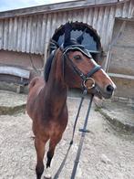 Zwart oornetje, Ophalen of Verzenden, Nieuw