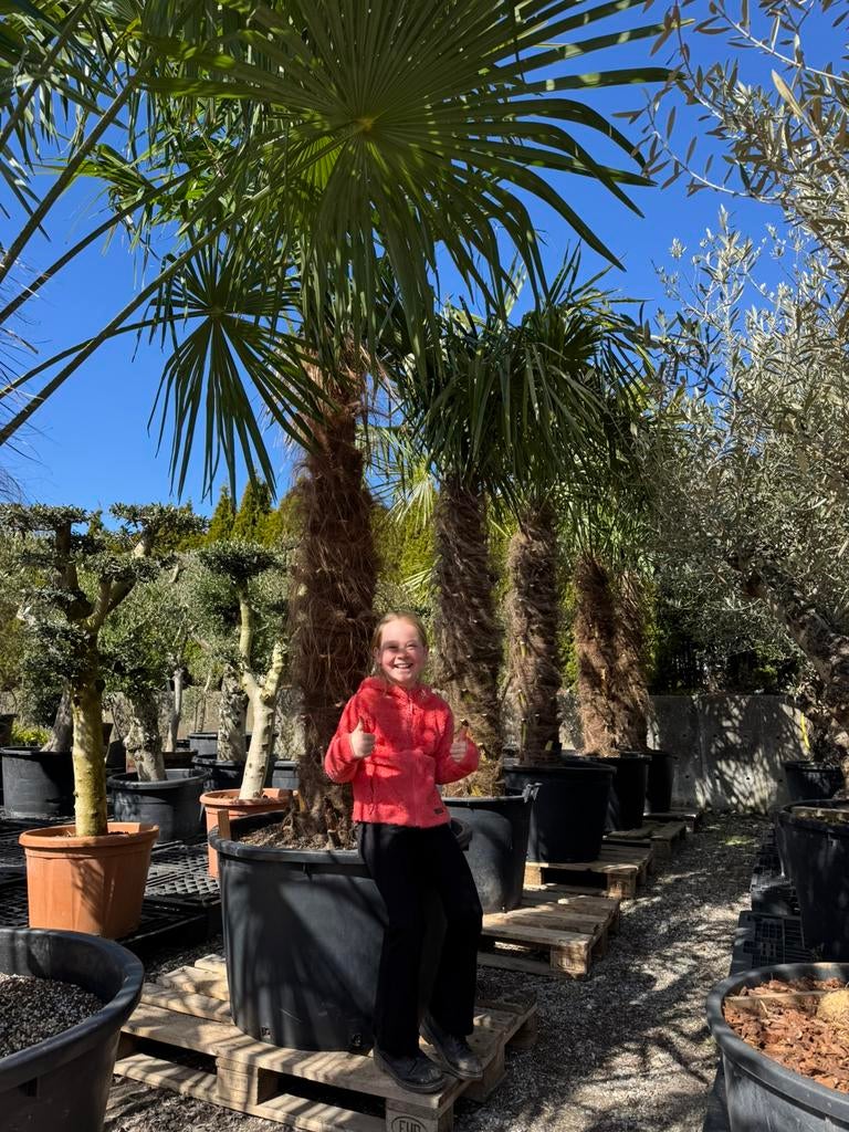 Mooie dikke winterharde palmbomen!!  €399,- / €599,-, 100 tot 250 cm, Zomer, Palmboom, Ophalen