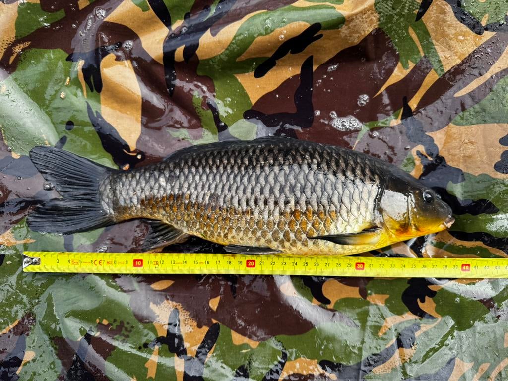 Zwarte  koi karpers, Dieren en Toebehoren, Vis