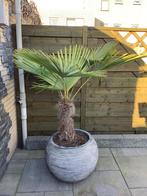 Palmboom in pot, Tuin en Terras, 100 tot 250 cm, Zomer, Palmboom, Ophalen