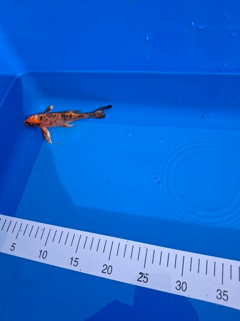 Koi butterfly 20 cm., Dieren en Toebehoren, Vissen | Vijvervissen, Karper of Koi