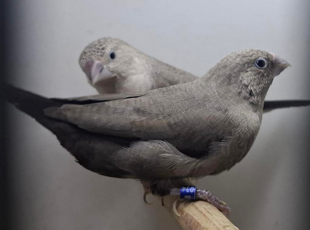 Zilverbekjes, Dieren en Toebehoren, Vogels | Overige Vogels, Meerdere dieren