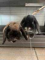 Dwergkonijnen met kooi, Meerdere dieren