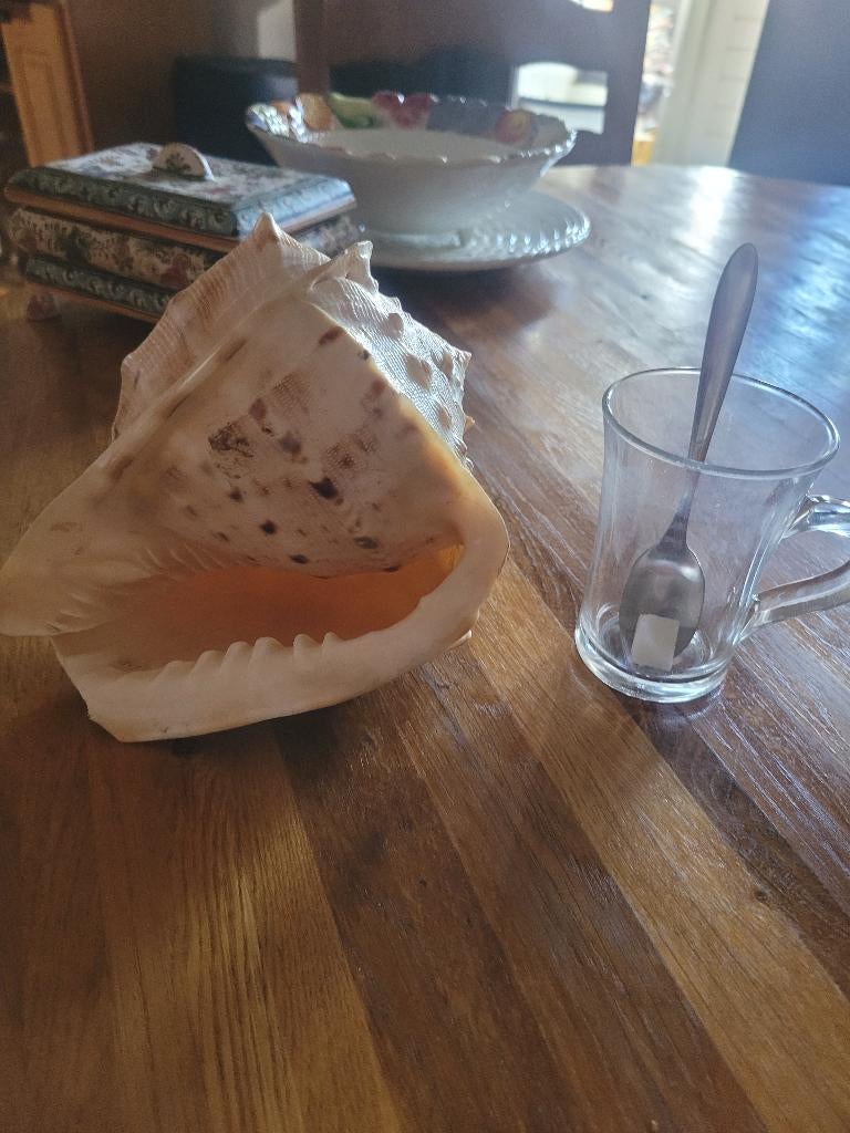 Schelp uit de zee, Ophalen, Schelp(en)