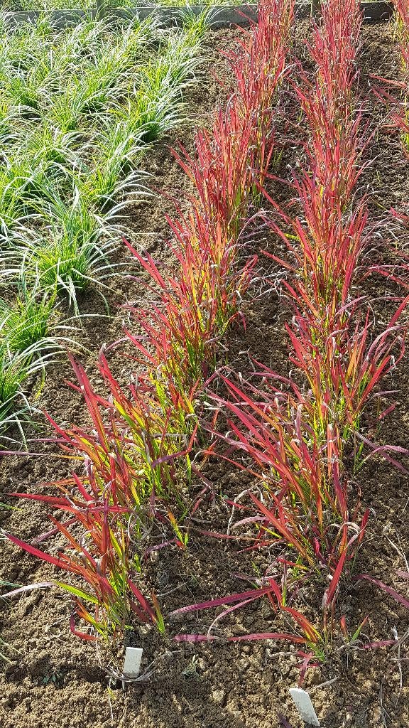 Bloedgras 'Red Baron', mooie flinke planten, Ophalen, Volle zon, Vaste plant, Siergrassen