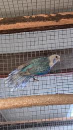 Blauw pastel rosella split zwart en opaline, Mannelijk, Parkiet, Geringd