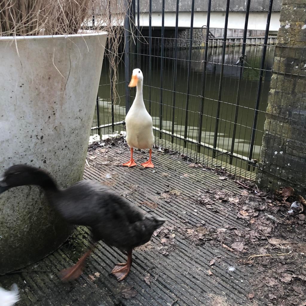 Zwarte en witte raszuivere Indische loopeend - 25,- per stuk, Dieren en Toebehoren, Pluimvee, Mannelijk, Eend