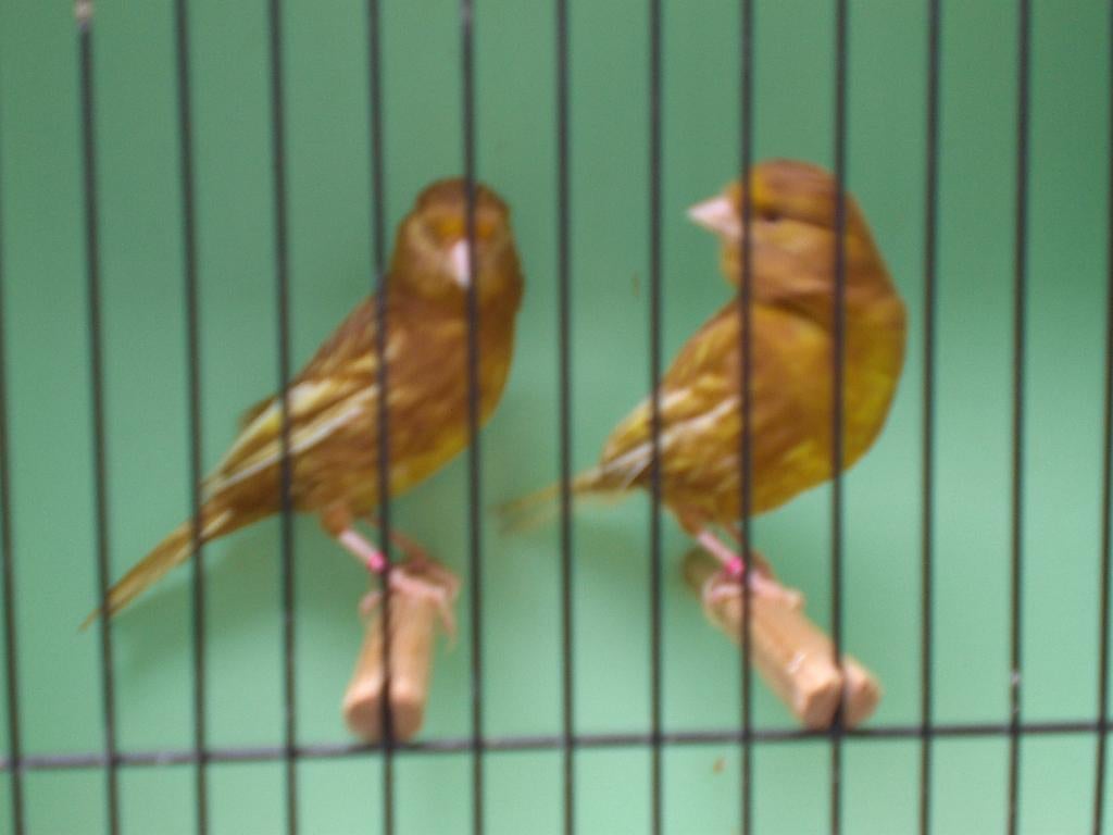 div, kanarie,s, Dieren en Toebehoren, Vogels | Kanaries, Meerdere dieren, Kleurkanarie