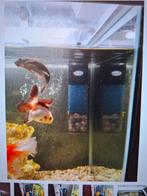 Grondel vis bodem vissen aquarium, Dieren en Toebehoren, Vissen | Aquariumvissen, Vis