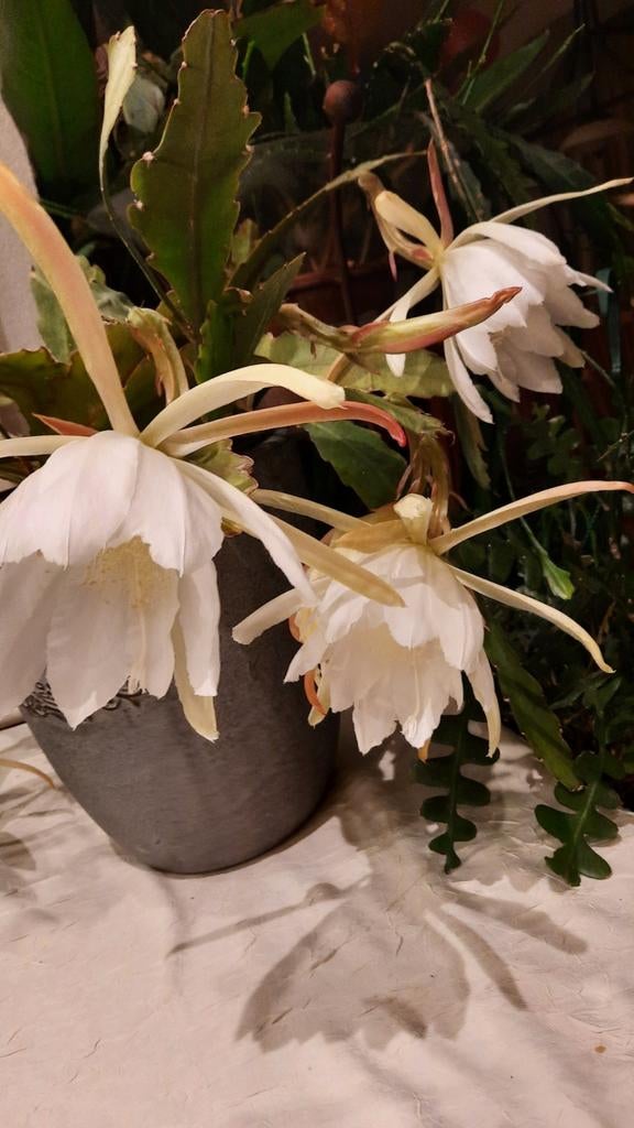 Grootbloemige Epiphyllum plant. Mooie witte bloemen, Ophalen, Volle zon