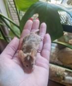 Langhaar satijn agounti goud kleurmuis man wildkleur, Muis, Mannelijk, Januari, Tam