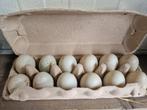 Eieren witte loopeenden, Dieren en Toebehoren, Ophalen, Nieuw, Overige typen