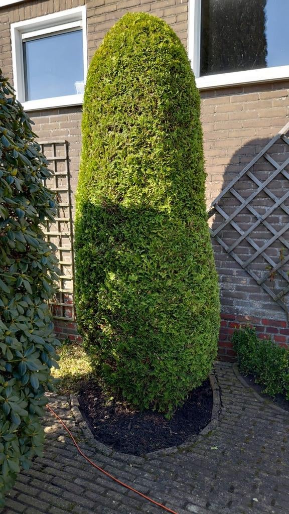 Tuin klus service, Diensten en Vakmensen, Tuinmannen en Stratenmakers, Tuinonderhoud of Snoeiwerk