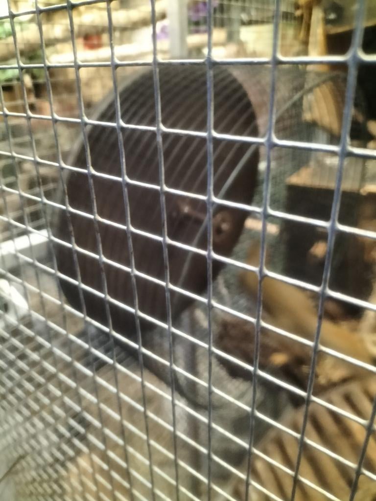 Loop rad eekhoorns gezocht, Dieren en Toebehoren, Ophalen, Zo goed als nieuw, Loopwiel of Rad