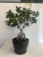 Ficus bonsai, Ophalen, Ficus, Halfschaduw, Minder dan 100 cm