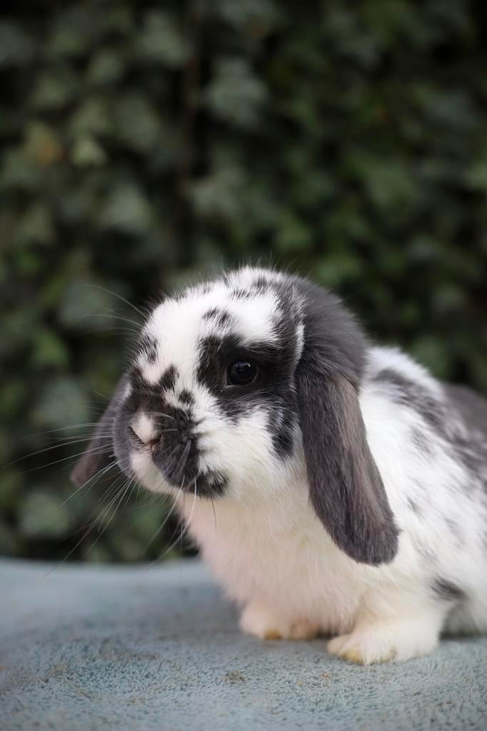 🐰 Nederlands hangoor dwerg rammetje 🐰, Meerdere dieren, Dwerg, Hangoor