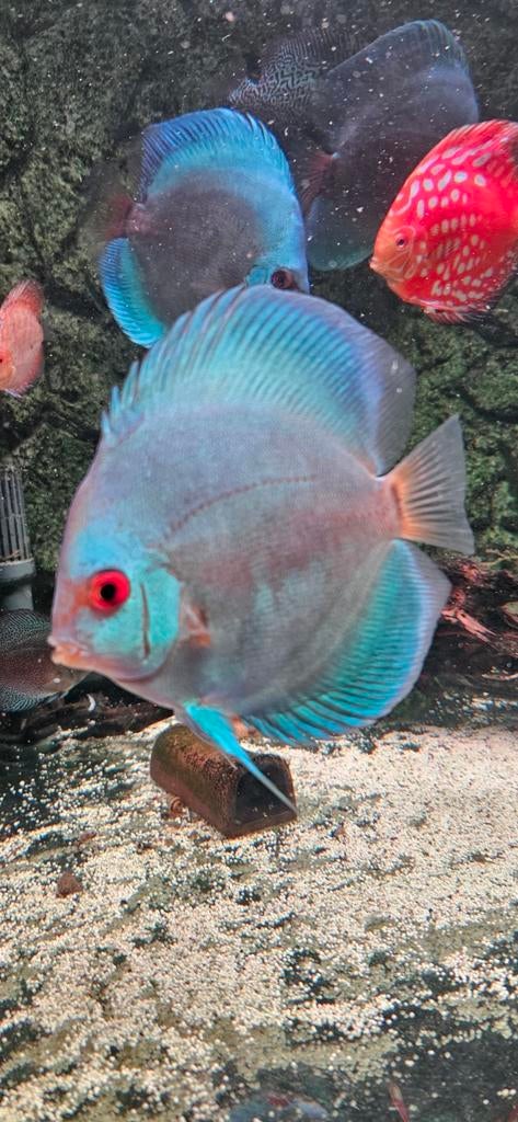Blue Diamond discusvis, Dieren en Toebehoren, Vissen | Aquariumvissen, Vis