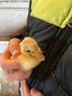 Jonge loopeenden, Dieren en Toebehoren, Pluimvee, Meerdere dieren, Eend