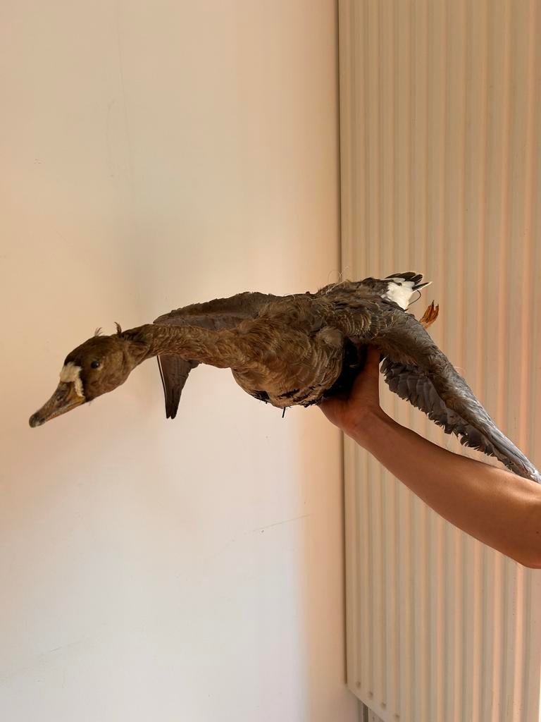 Opgezette Grauwe Gans Vliegend - Bruin met 4 Ophangpunten, Verzamelen, Dierenverzamelingen, Ophalen, Gebruikt, Vogel, Opgezet dier