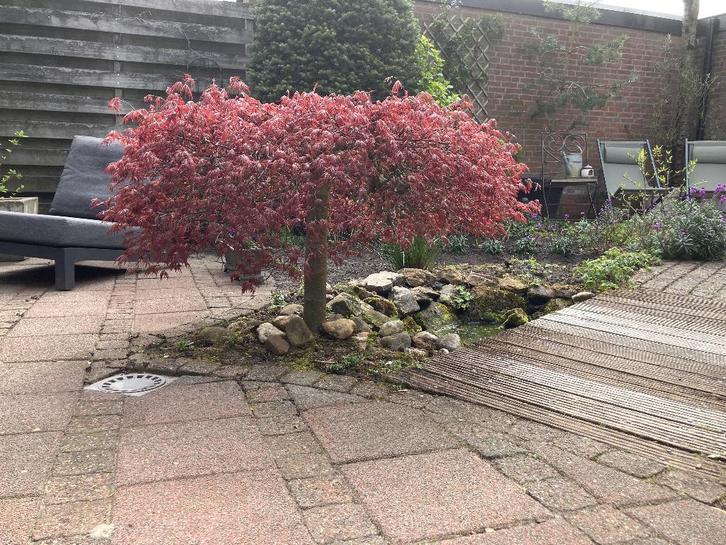 Japanse esdoorn, Tuin en Terras, Planten | Bomen, Overige soorten, Minder dan 100 cm, Halfschaduw, Bloeit niet, Ophalen