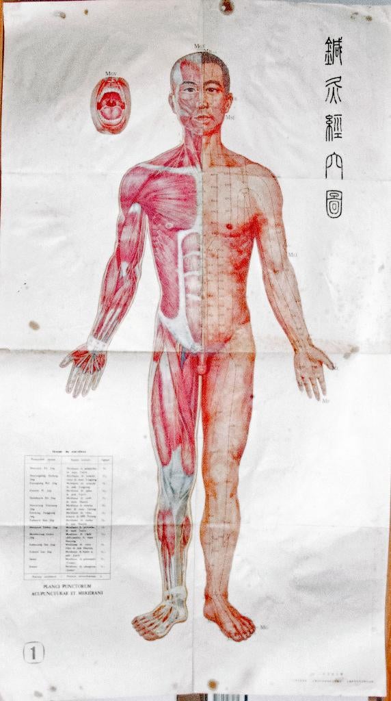 anatomische afbeeldingen 4 stuks, Ophalen of Verzenden, Gelezen