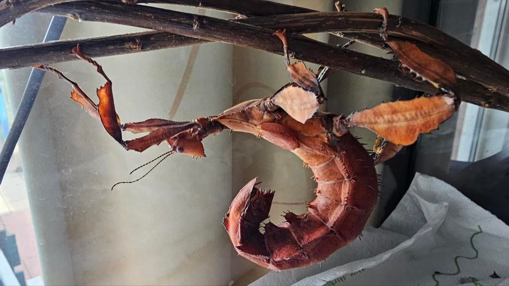 Extatosoma Tiatarum, of flappentak, Dieren en Toebehoren, 0 tot 2 jaar