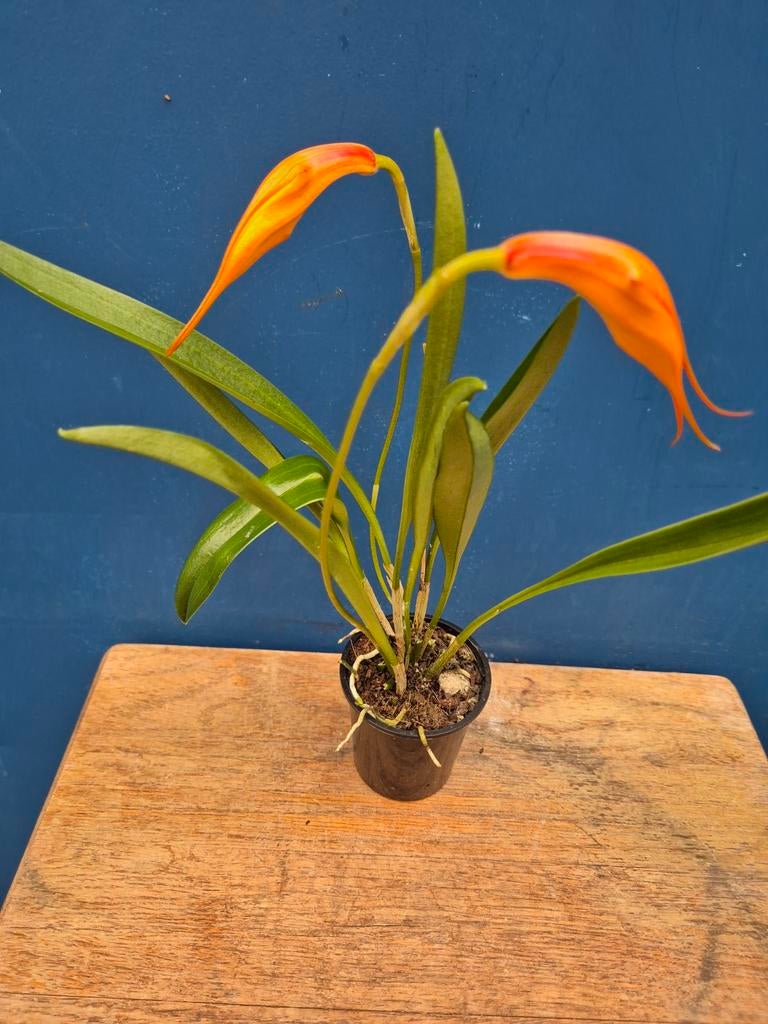 Orchidee Masdevallia Oranje p6 (4), Huis en Inrichting, Kamerplanten, Ophalen of Verzenden, Halfschaduw, Minder dan 100 cm