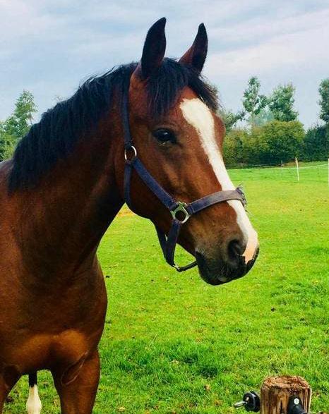 STALLING 8 paarden gezocht! Omgeving tubbergen, Dieren en Toebehoren, Stalling