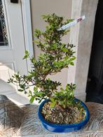 Satsuki Azalea Kokuko-No-Bi Bonsai, Bloeit niet, Halfschaduw, Minder dan 100 cm, Overige soorten
