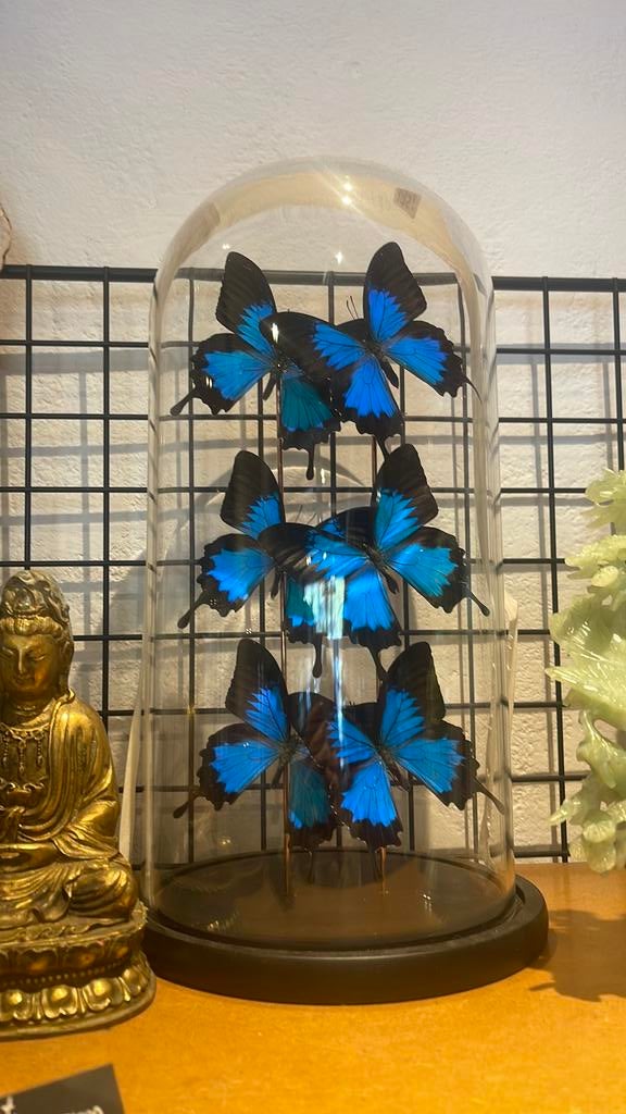 6 Prachtige echte Papilio ulysses vlinders in stolp, Ophalen of Verzenden, Zo goed als nieuw, Insect, Opgezet dier