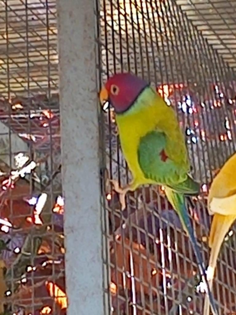 Pruimekop parkieten, Dieren en Toebehoren, Vogels | Parkieten en Papegaaien, Meerdere dieren, Parkiet, Geringd