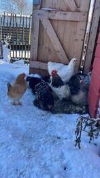 Gratis hanen, Mannelijk, Kip