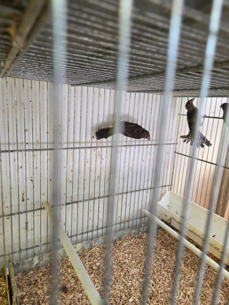 Mexicaanse roodmussen, Dieren en Toebehoren, Meerdere dieren