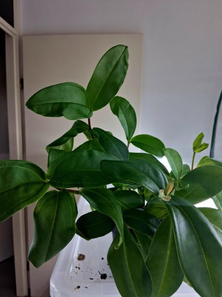 Medinilla loranthoides- Reunion island, Ophalen of Verzenden, Halfschaduw, Minder dan 100 cm