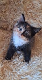 KITTEN TE KOOP (vrouwtje), Dieren en Toebehoren, Poes, Ontwormd, 0 tot 2 jaar