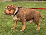 American bully reu abkc zoekt dringend gouden thuis !!, Dieren en Toebehoren, België, Particulier, Eén hond, 3 tot 5 jaar