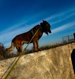 Mechelse herder, Dieren en Toebehoren, Honden | Herdershonden en Veedrijvers, 6 jaar of ouder, Parvo, Teef, Meerdere
