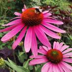 de Zonnehoed • duurzaam gekweekte tuinplanten, Tuin en Terras, Ophalen, Vaste plant, Overige soorten