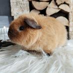 US Teddy cavia zeug – Californian chocolade/buff, Dieren en Toebehoren, Knaagdieren, Cavia, April, Vrouwelijk, Tam