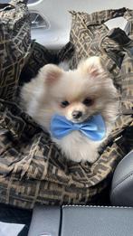 Mooie dek reu Pomeriaan, Reu, Eén hond, 3 tot 5 jaar, Nederland