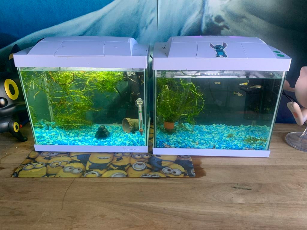 Jonge guppies, Dieren en Toebehoren, Vissen | Aquariumvissen, Vis