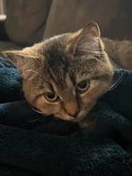 Britse korthaar kat, Het heeft een volledige vaccinatiereeks, Dieren en Toebehoren, Kater