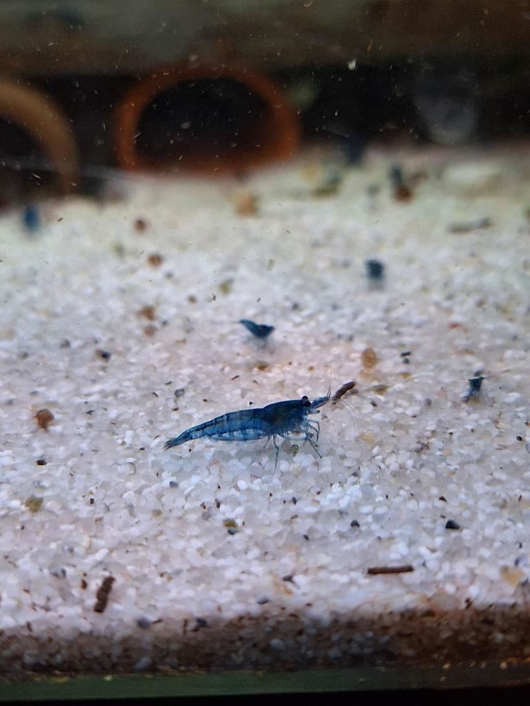 Blue velvet garnaal, Dieren en Toebehoren, Vissen | Aquariumvissen, Kreeft, Krab of Garnaal, Zoetwatervis, Schoolvis