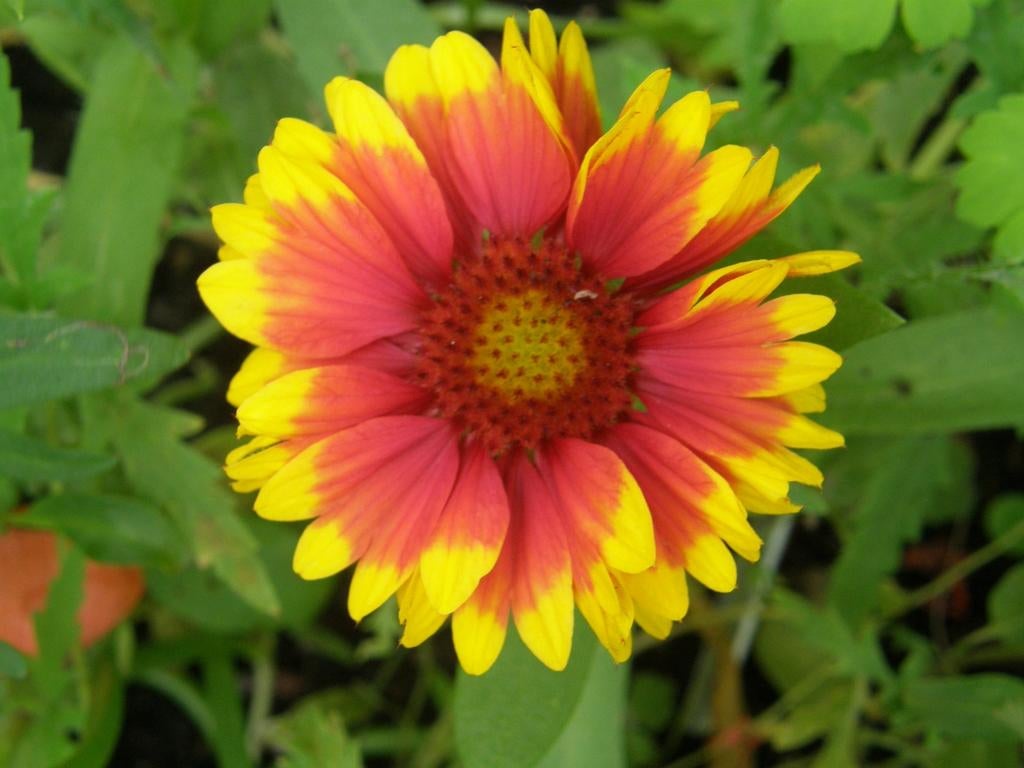 Kokardebloem zaden, Gaillardia aristata, Verzenden, Volle zon