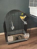 Kanari mannetje erg gezond, Mannelijk, Zangkanarie