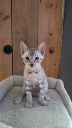 Bengaal kitten kater met stamboom, Meerdere dieren, Met stamboom