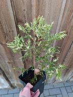 Thuja Brabant Variegata - Bonte Levensboom, Ophalen, Bloeit niet, Overige soorten, Volle zon