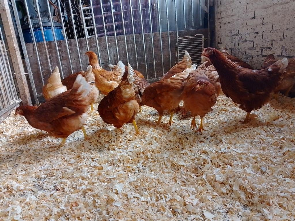 Legkippen, Dieren en Toebehoren, Pluimvee, Vrouwelijk, Kip